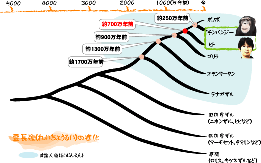 系統樹