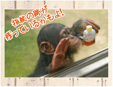 ガラス越しのチンパンジー