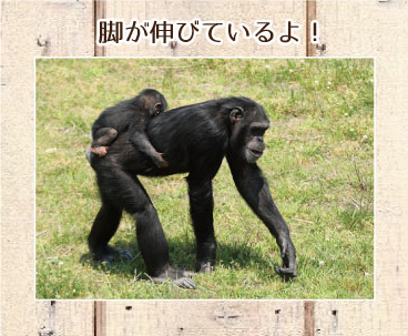 チンパンジーが歩く姿勢