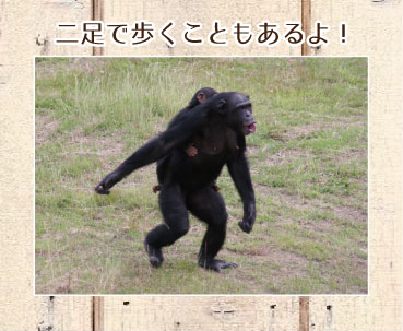 チンパンジーの二足歩行