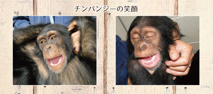 チンパンジーの笑い顔