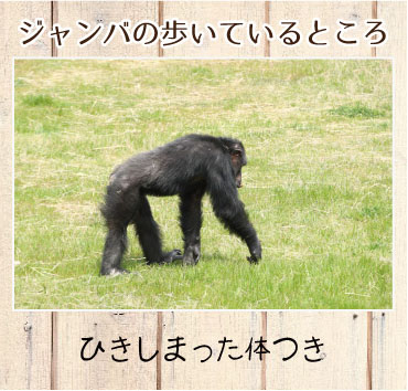 ジャンバの歩いているところ